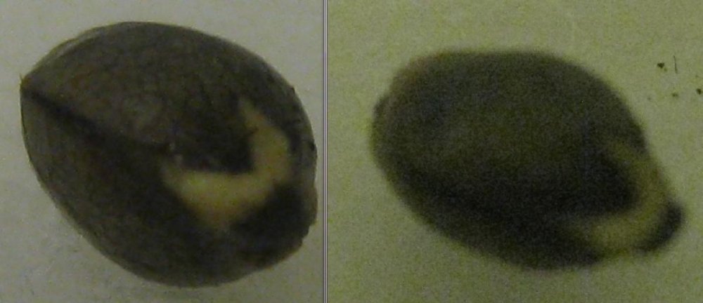 post-13049-0-44566300-1353999645_thumb.jpg