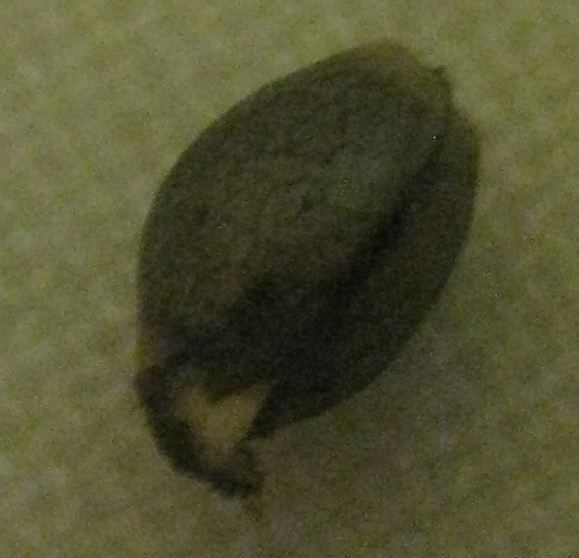 post-13049-0-50372800-1353779506_thumb.jpg
