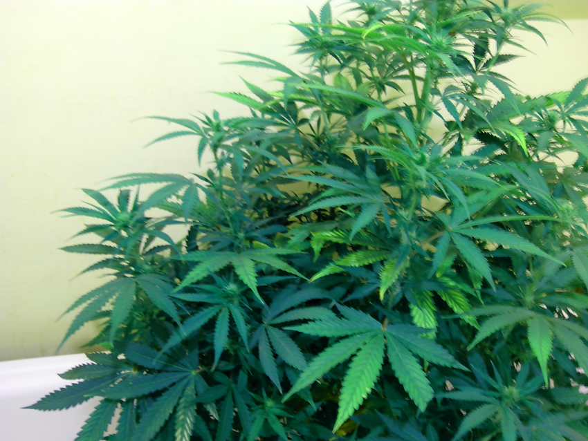 post-15588-0-71920700-1385661042_thumb.png