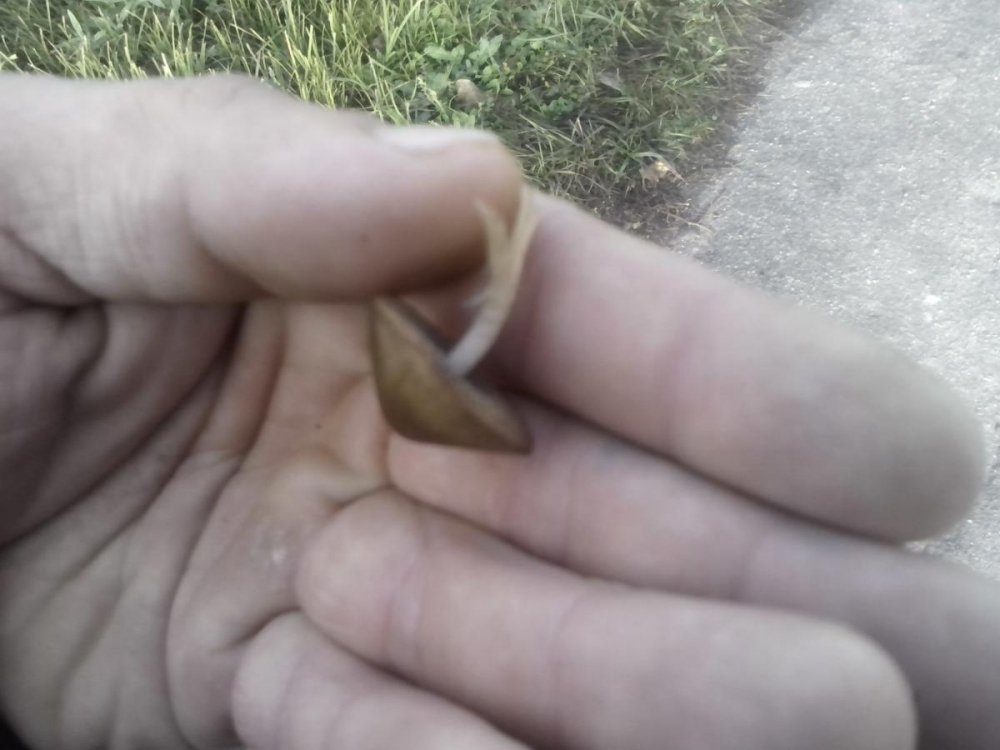 post-17253-0-17091200-1383306085_thumb.jpg