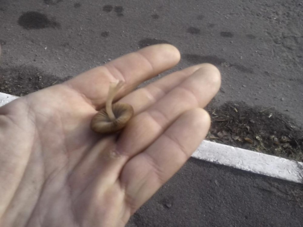 post-17253-0-20328700-1383306213_thumb.jpg