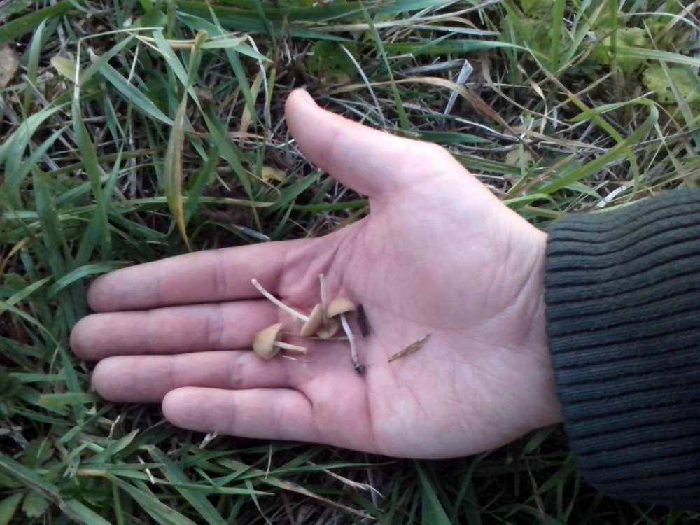 post-17253-0-20930600-1384231690_thumb.jpg