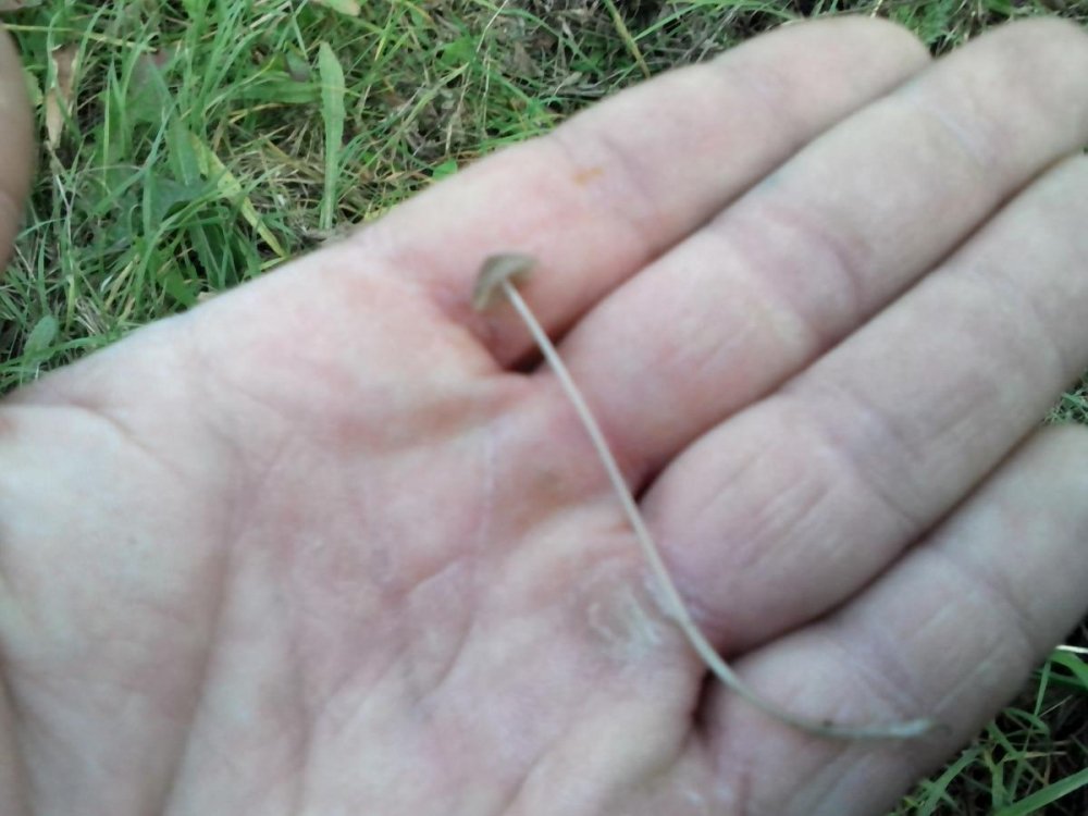 post-17253-0-51197600-1383305825_thumb.jpg