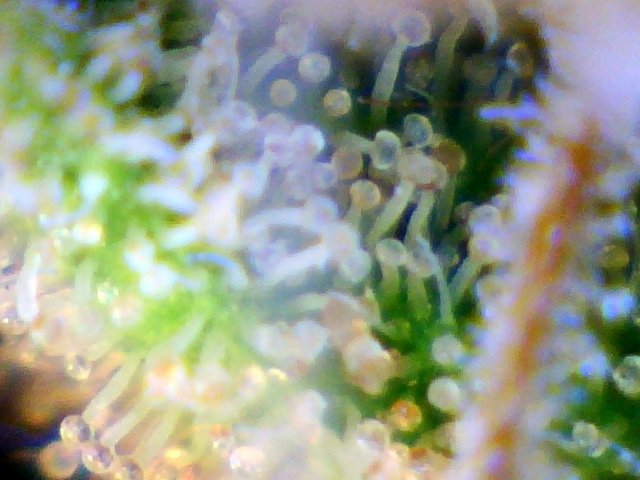 post-17704-0-09789500-1416322512_thumb.jpg