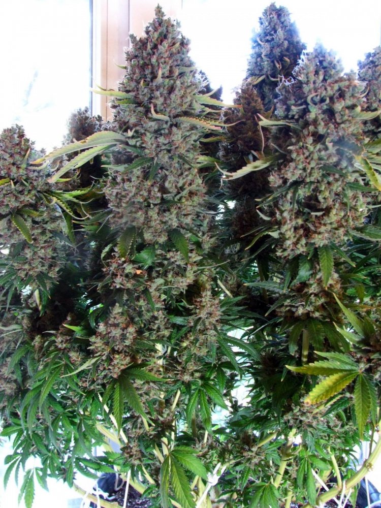 post-17704-0-66742600-1414938780_thumb.jpg