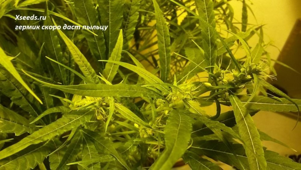 post-19956-0-14148100-1415641683_thumb.jpg