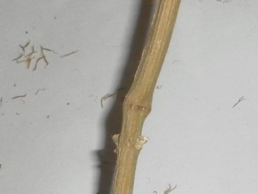 post-20165-0-74326400-1415618994_thumb.jpg