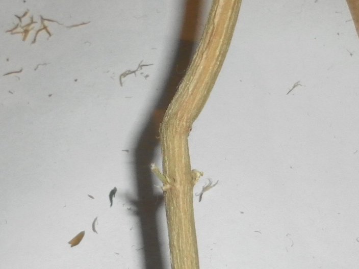 post-20165-0-96197300-1415618989_thumb.jpg