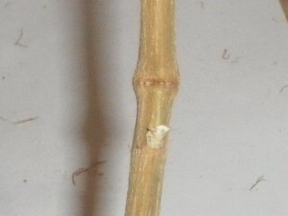 post-20165-0-98436600-1415618997_thumb.jpg
