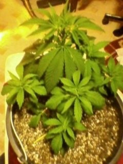post-22115-0-21664800-1414924864_thumb.jpg
