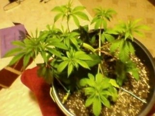 post-22115-0-73896400-1414924804_thumb.jpg