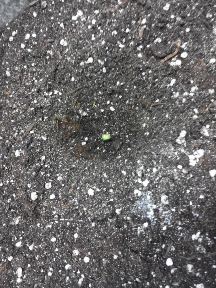 post-23412-0-50617300-1416650417_thumb.jpg