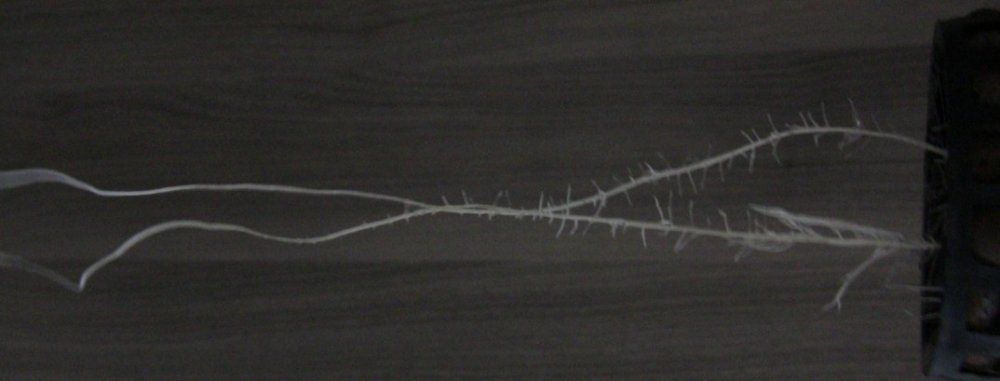 post-23479-0-71837100-1417257379_thumb.jpg