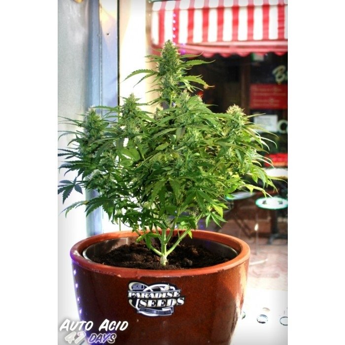 paradise_seeds_auto-acid-3.jpg