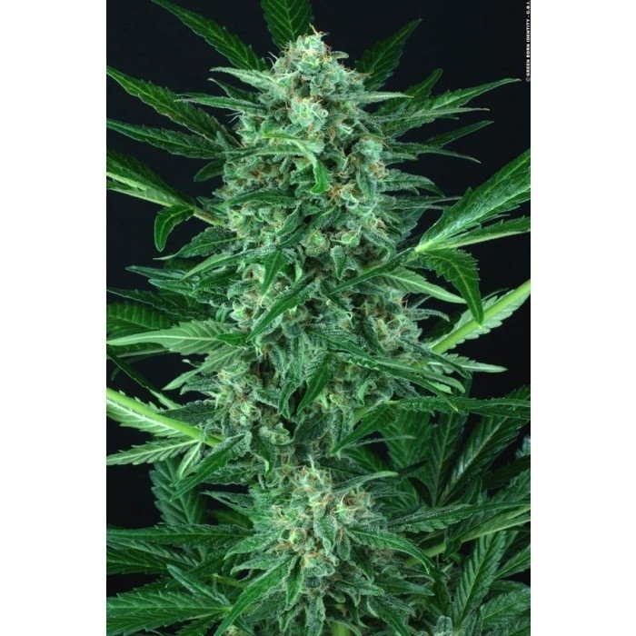 paradise_seeds_auto-wappa_3_1.jpg