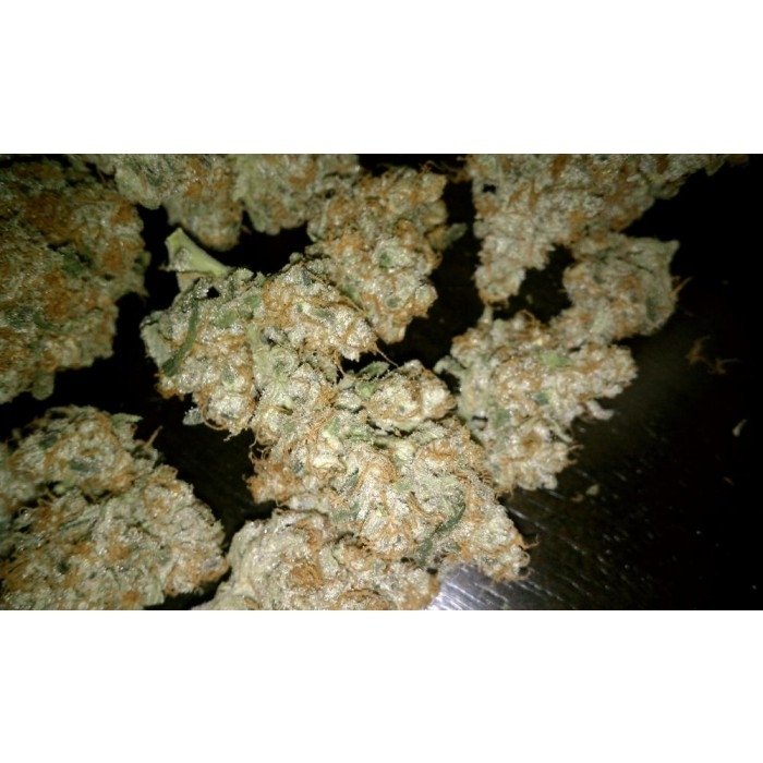 paradise_seeds_auto-wappa_2.jpg