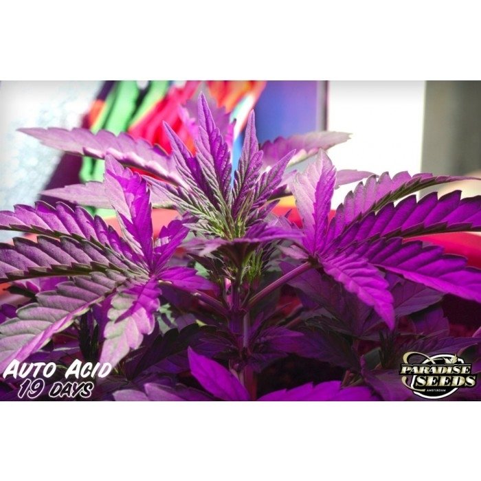 paradise_seeds_auto-acid-1.jpg