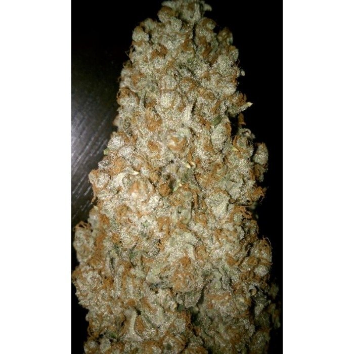paradise_seeds_auto-wappa.jpg