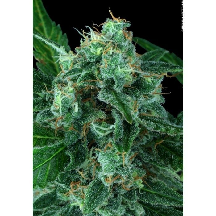 paradise_seeds_auto-wappa_5_1.jpg