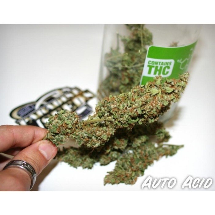 paradise_seeds_auto-acid-2.jpg