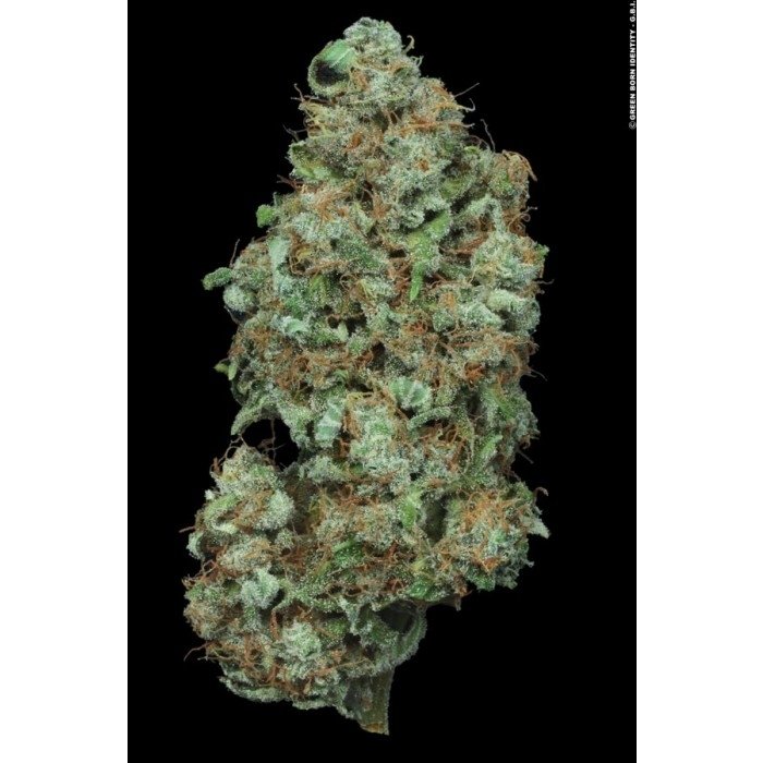 paradise_seeds_auto-wappa_6_1.jpg
