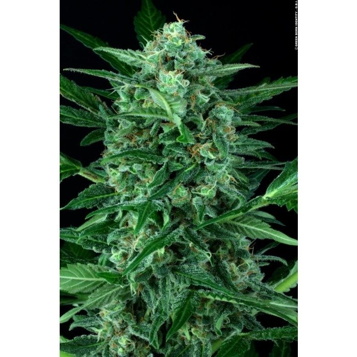paradise_seeds_auto-wappa_4_1.jpg