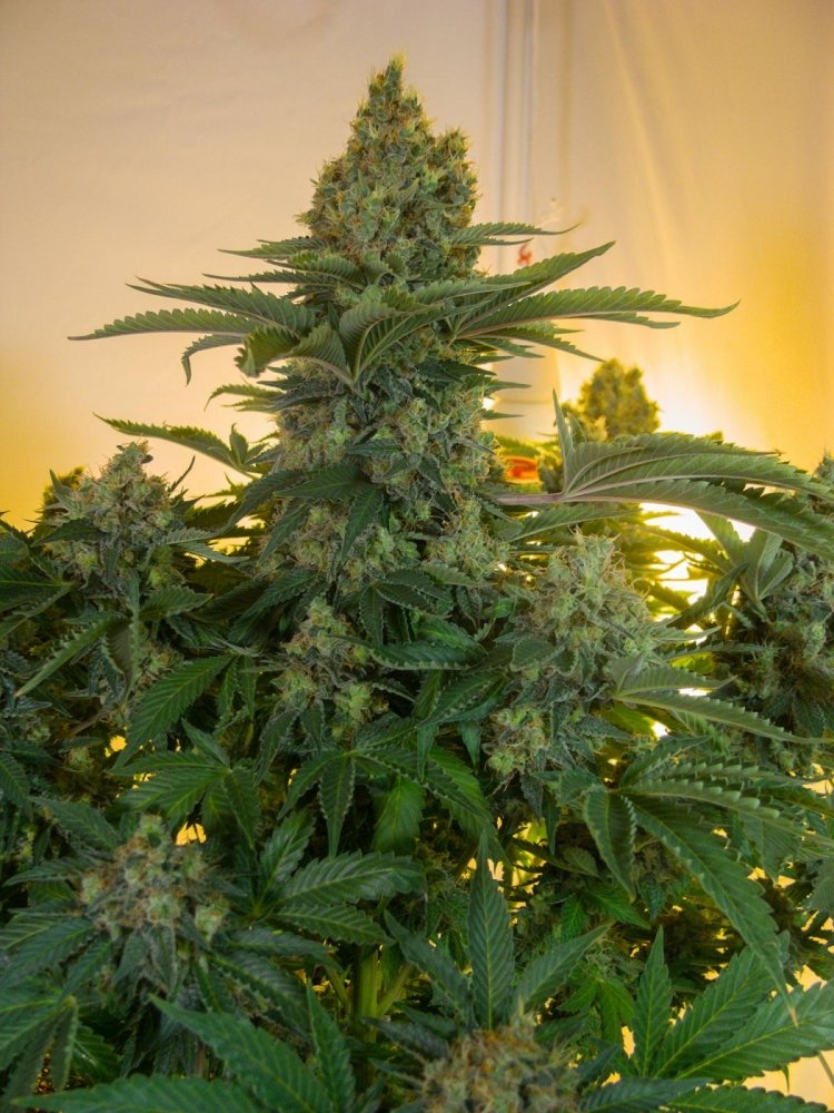 post-17704-0-53082200-1448357496_thumb.jpg