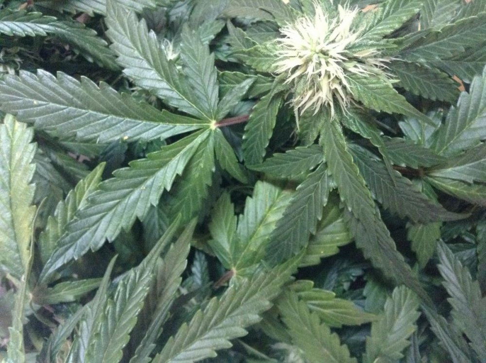 post-18995-0-84189300-1447315578_thumb.jpg