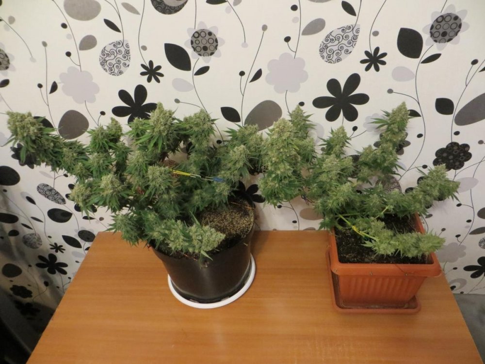 post-21054-0-52028800-1446803389_thumb.jpg