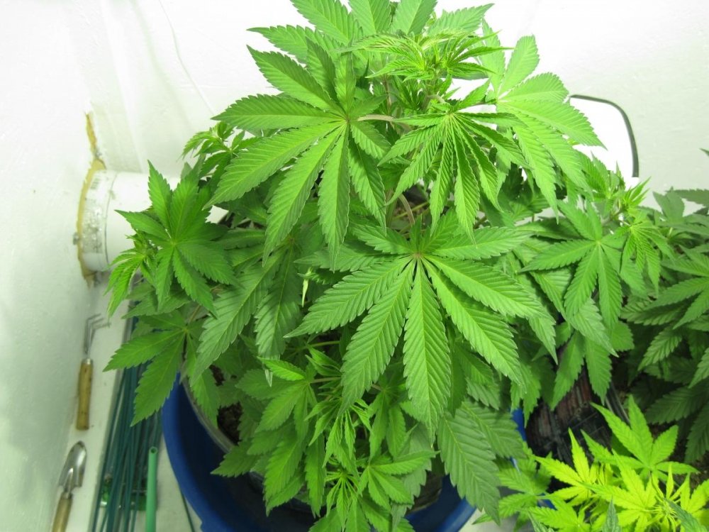 post-20684-0-72963200-1479216817_thumb.jpg