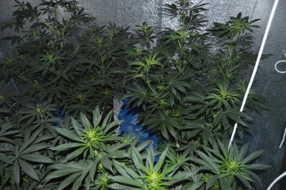post-34117-0-92582600-1480072655_thumb.jpg