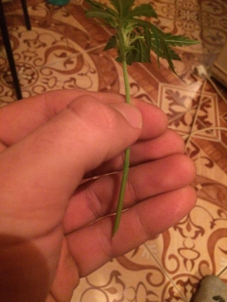 post-34589-0-83646500-1479243566_thumb.jpeg