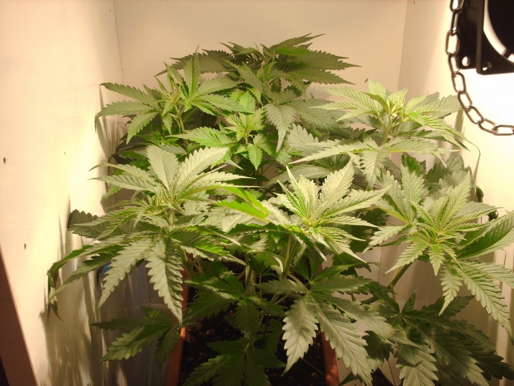 post-1512-12608077412184_thumb.jpg