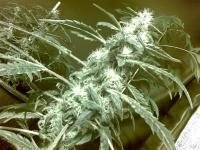 post-2568-1292000012,5746_thumb.jpg