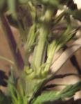post-3432-1293639007,0187_thumb.jpg