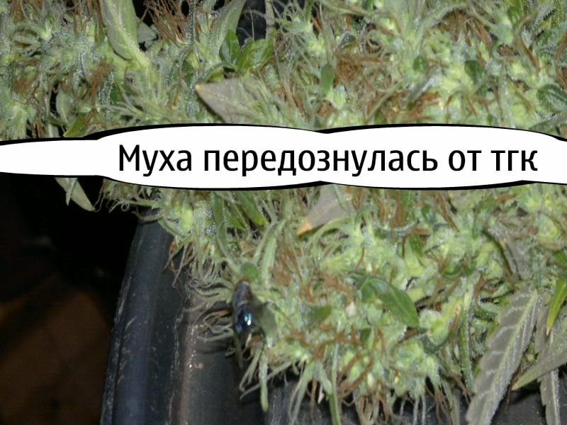 post-2568-0-36159900-1322856399_thumb.jpg