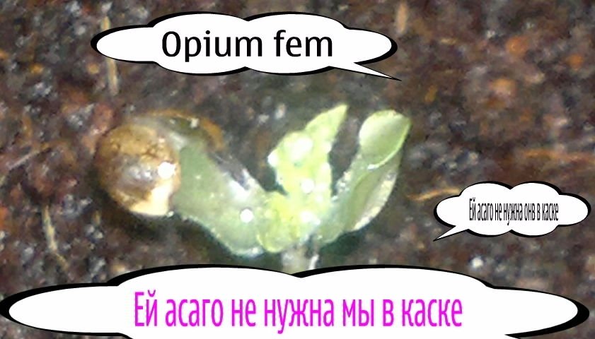 post-2568-0-83982500-1323555642_thumb.jpg