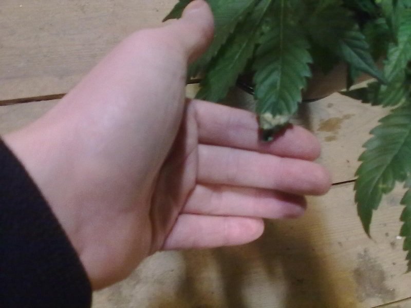 post-11478-0-11043200-1355656982_thumb.jpg