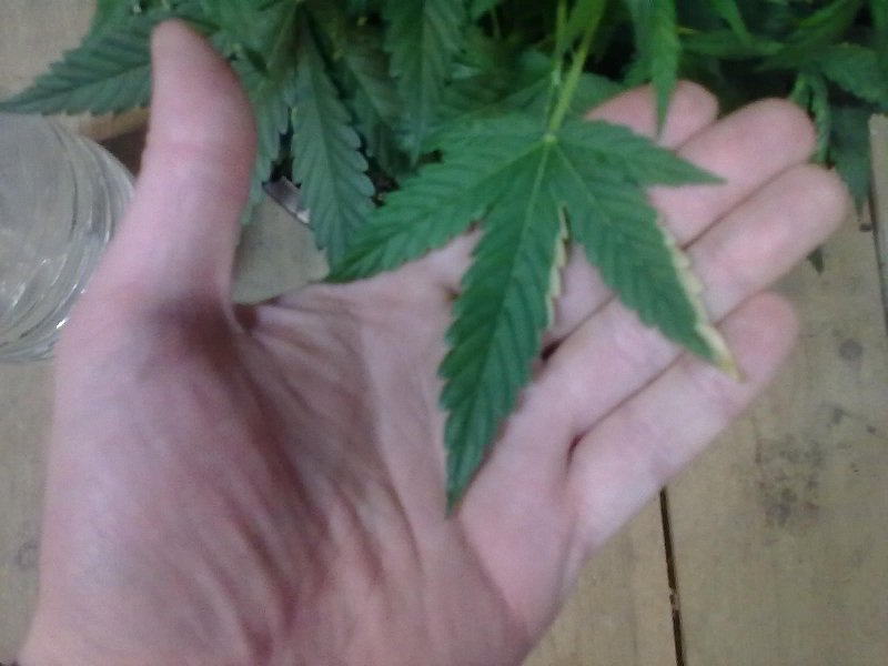 post-11478-0-81838900-1355656940_thumb.jpg