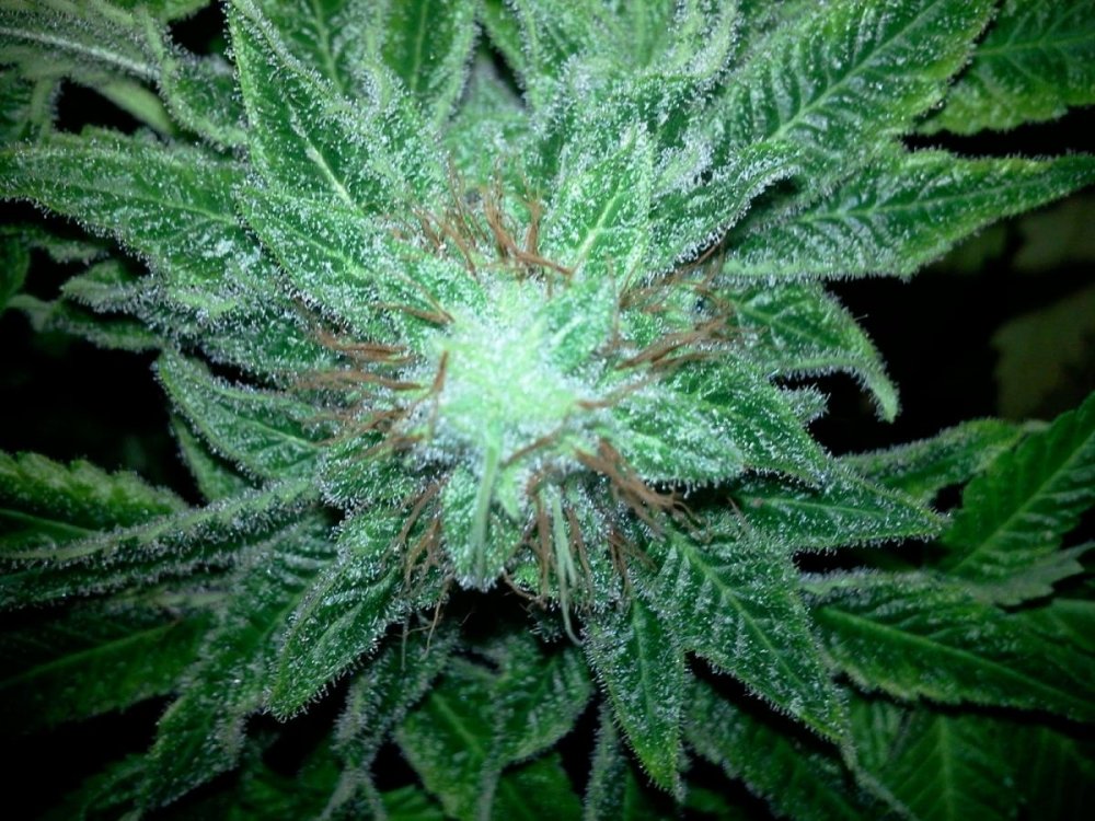 post-11979-0-45925100-1354461478_thumb.jpg