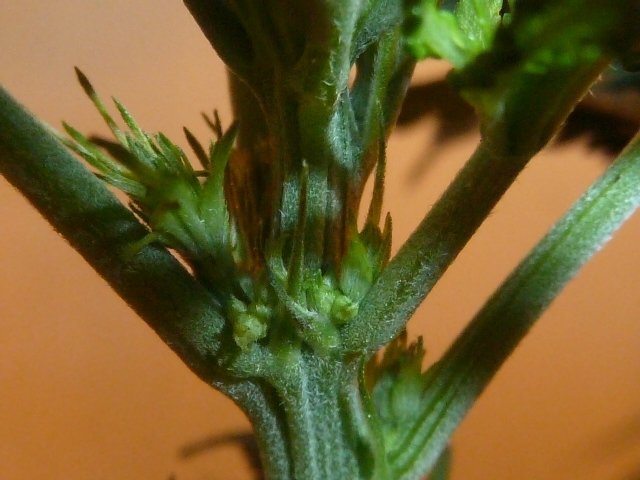 post-12830-0-05029300-1354642518_thumb.jpg
