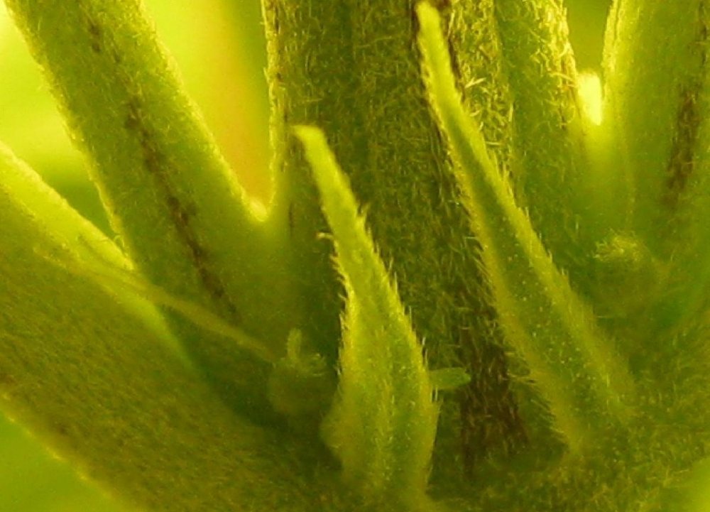 post-13049-0-33224700-1356505198_thumb.jpg