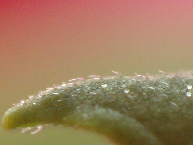 post-4707-0-17214900-1354384352_thumb.jpg