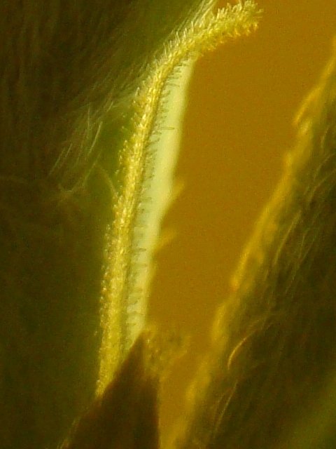 post-4707-0-34879000-1356957095_thumb.jpg