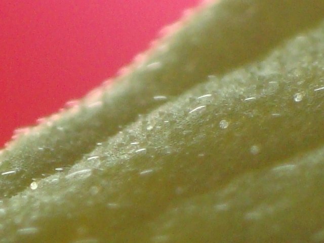 post-4707-0-63213000-1354384401_thumb.jpg