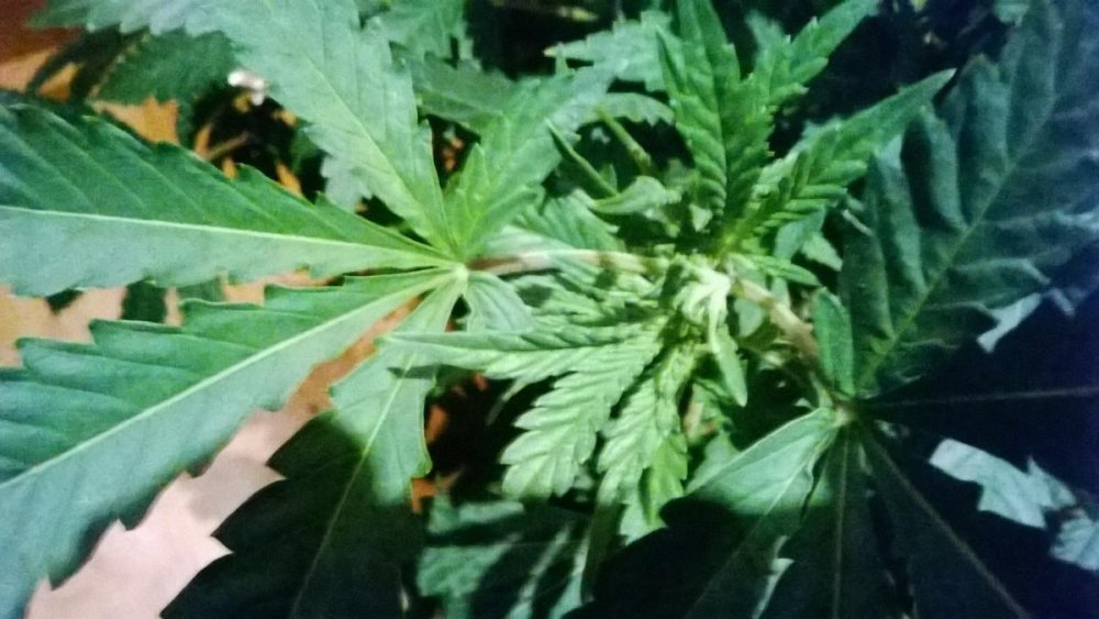 post-12209-0-44446600-1386623619_thumb.jpg