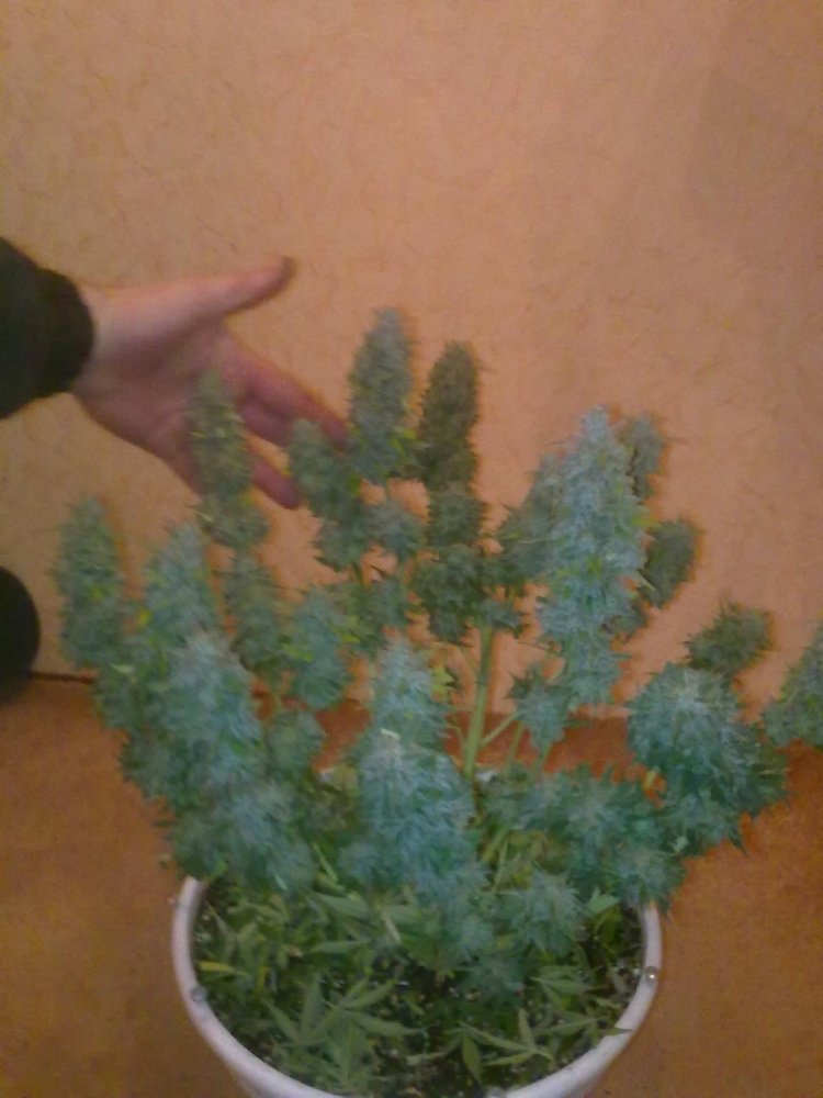 post-12596-0-04481200-1387571824_thumb.jpg