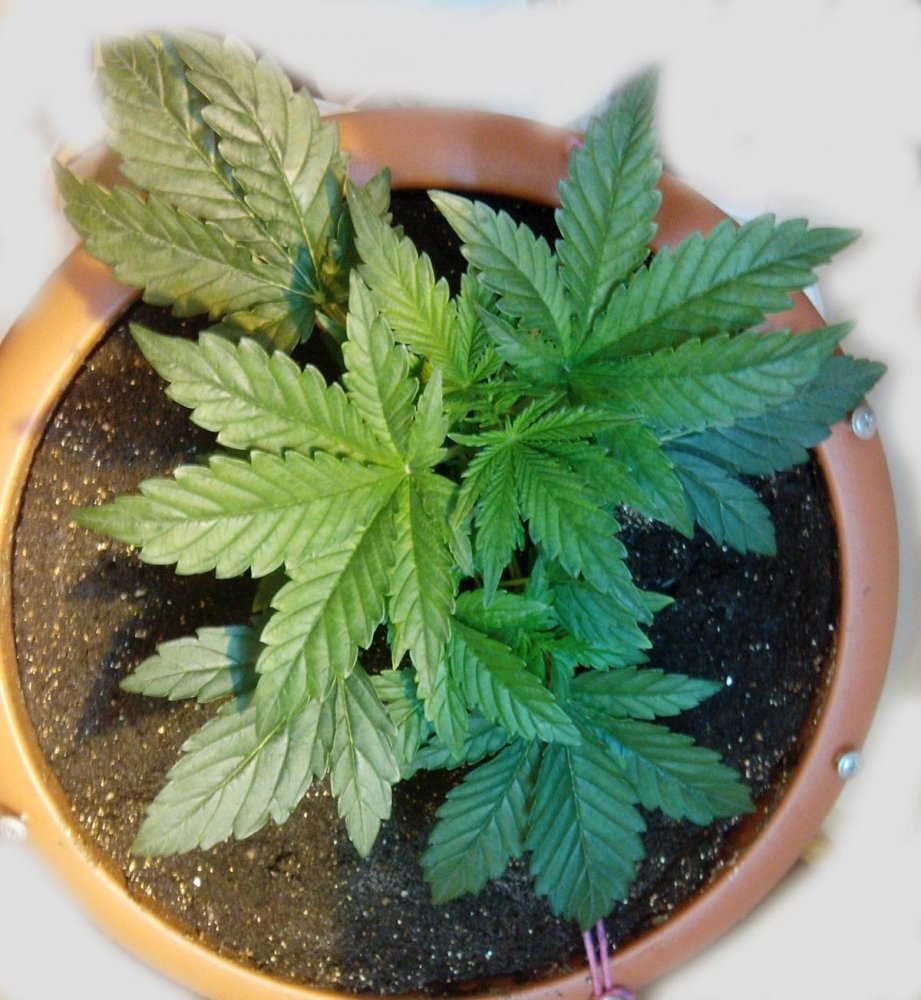 post-18013-0-05716600-1388137904_thumb.jpg