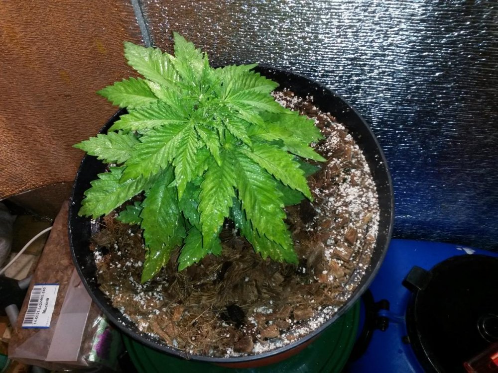 post-13049-0-72939700-1419089658_thumb.jpg