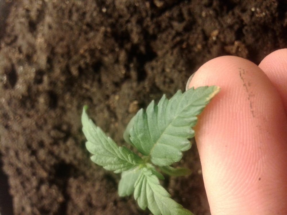 post-16783-0-54297100-1417766797_thumb.jpg